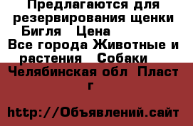 Предлагаются для резервирования щенки Бигля › Цена ­ 40 000 - Все города Животные и растения » Собаки   . Челябинская обл.,Пласт г.